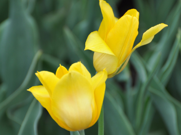 Обои картинки фото цветы, тюльпаны