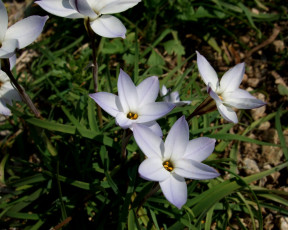 Картинка цветы