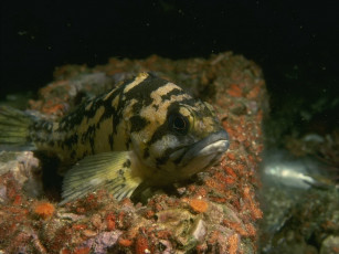 Картинка животные рыбы