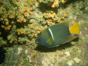 Картинка животные рыбы