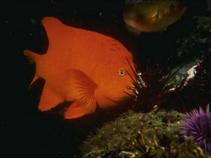 Картинка животные рыбы