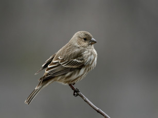 Картинка животные воробьи