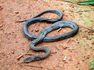 Картинка животные змеи питоны кобры