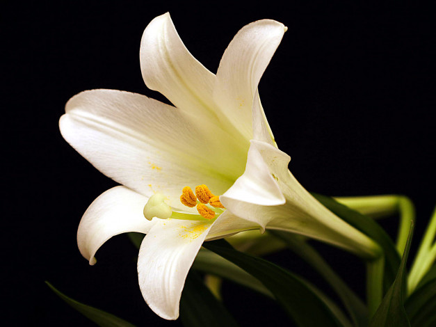 Обои картинки фото цветы, лилии, лилейники