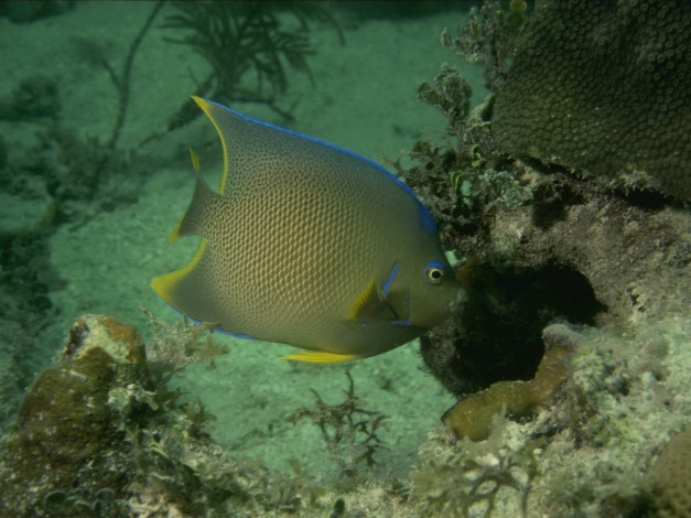 Обои картинки фото животные, рыбы