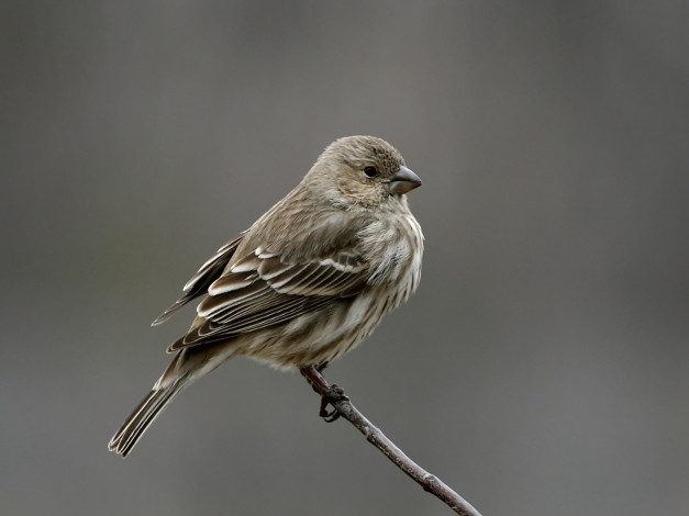 Обои картинки фото животные, воробьи