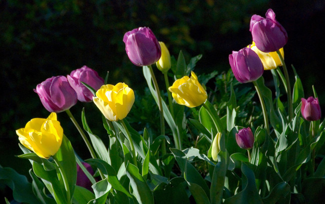 Обои картинки фото цветы, тюльпаны