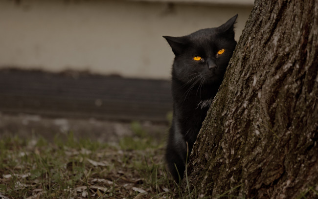 Обои картинки фото животные, коты