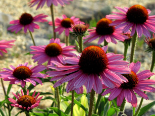 Картинка цветы эхинацея розовый лепестки