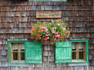 Картинка цветы герань окно