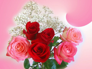 Картинка цветы розы розовый