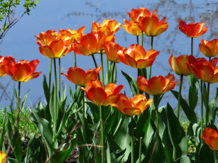 Картинка цветы тюльпаны