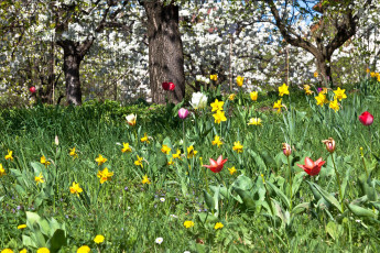 Картинка цветы разные вместе тюльпан нарцисс