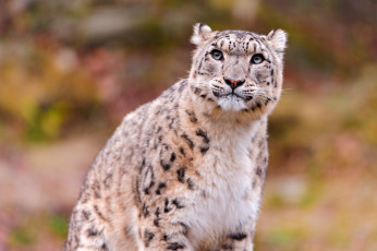 Картинка животные снежный барс ирбис смотрит сидит морда