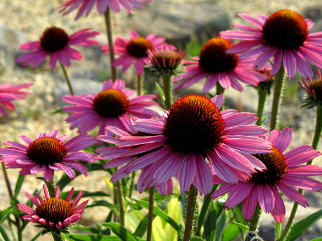 Обои картинки фото цветы, эхинацея, розовый, лепестки