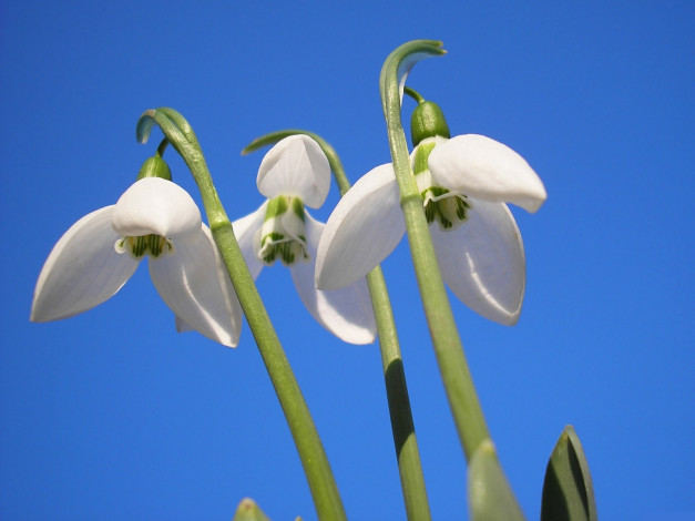 Обои картинки фото цветы, подснежники, белоцветник, небо