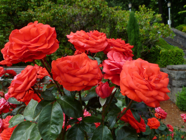 Обои картинки фото цветы, розы