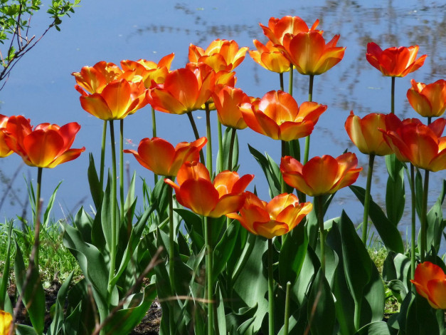 Обои картинки фото цветы, тюльпаны