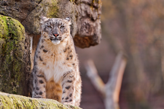 Обои картинки фото животные, снежный, барс, ирбис, морда, стоит, смотрит, скала