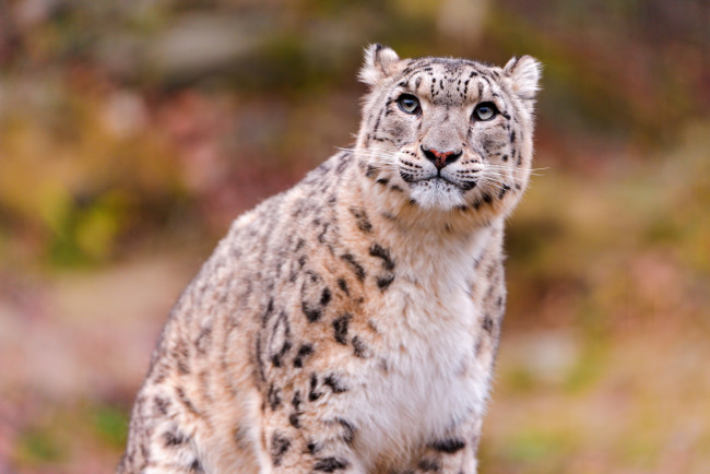 Обои картинки фото животные, снежный, барс, ирбис, смотрит, сидит, морда