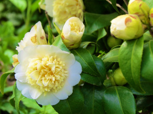 Картинка цветы камелии весна листья белый пион