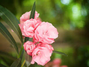 обоя цветы, олеандры, розовый