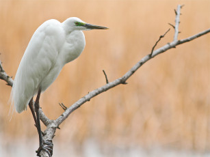 Картинка животные цапли белая большая цапля птица ветки дерево