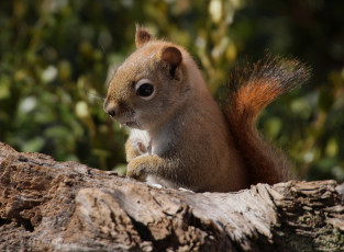 Картинка животные белки зверек