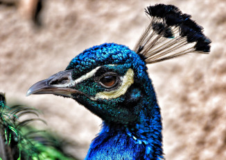 Картинка животные павлины хохолок клюв птица профиль