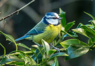 Картинка животные синицы +лазоревки грудка