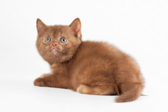 Картинка животные коты белый фон котёнок кошка кот