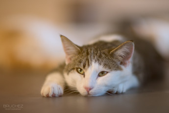 Картинка животные коты мордочка лапы лежит