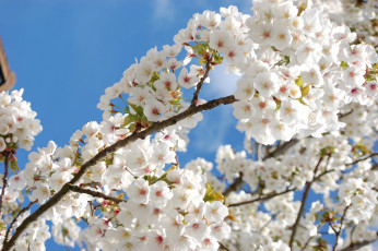 Картинка цветы цветущие+деревья+ +кустарники весна