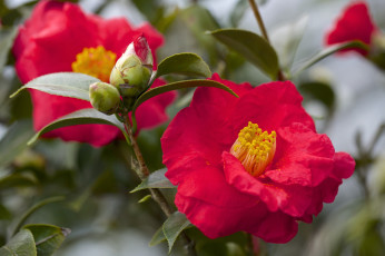 Картинка цветы камелии красный