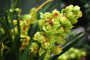 Картинка цветы орхидеи экзотика