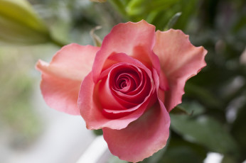 Картинка цветы розы макро лепестки