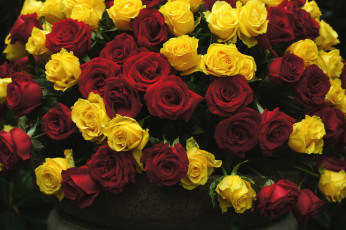 Картинка цветы розы море