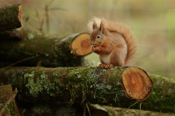 Картинка животные белки зверек