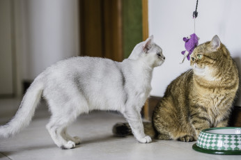 Картинка животные коты парочка