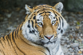 Картинка животные тигры морда кошка