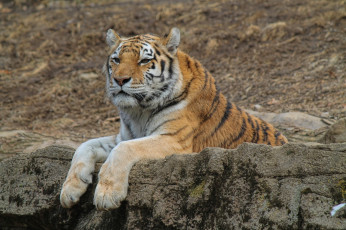 Картинка животные тигры отдых камни лапы морда кошка