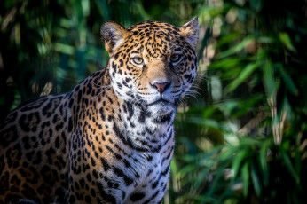 Картинка животные Ягуары кошка морда пятна тень листва