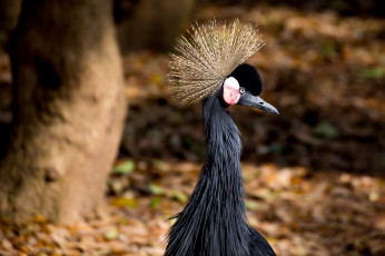 Картинка животные журавли хохолок клюв профиль птица