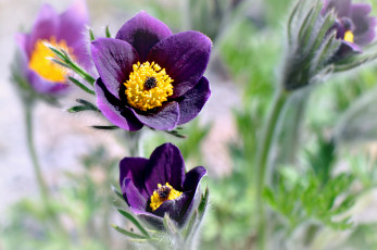 Картинка цветы анемоны +адонисы сон-трава