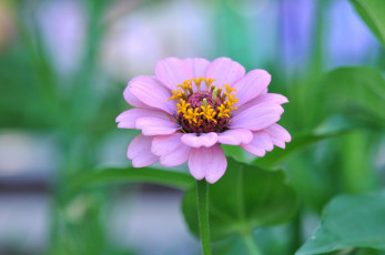 Картинка цветы цинния розовый