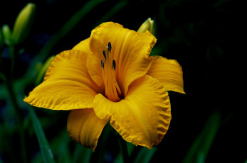 Картинка цветы лилии +лилейники желтый