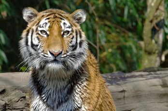 Картинка животные тигры кошка морда мех