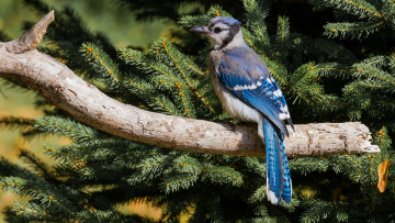 Картинка животные сойки хвост