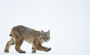 Картинка животные рыси кошка