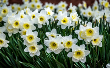 Картинка цветы нарциссы много